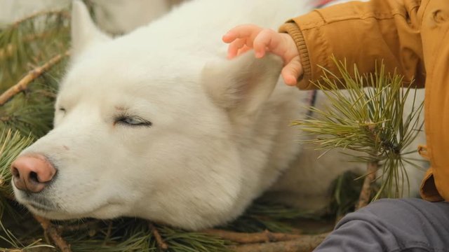 Close up of a child's hand stroking a sleeping dog