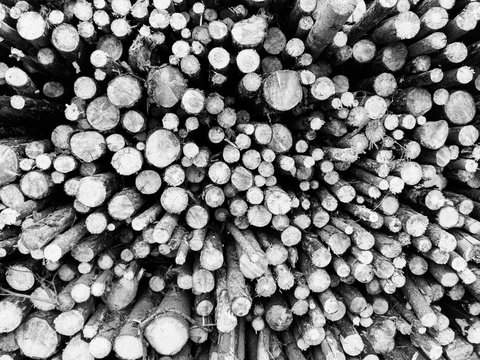A heap of tree logs