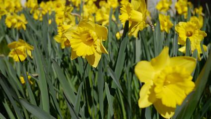 Żółte żonkile kwitnące na wiosnę. Łąka pełna kwiatów. Wiosenne kwiaty, ogród kwitnących...