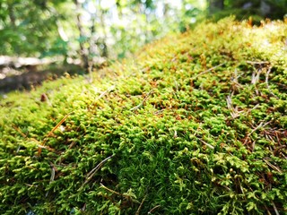 summer weekend in imatra finland