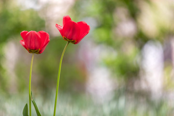 Obraz premium Closeup of red tulip flowers blooming in spring garden outdoors.