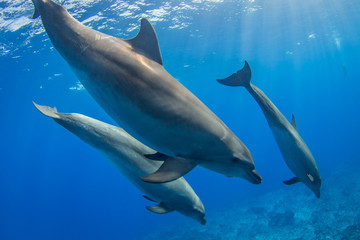 Naklejka na ściany i meble dolphin in the sea