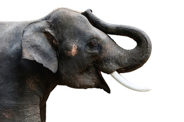 Isolated photo of  Elephant