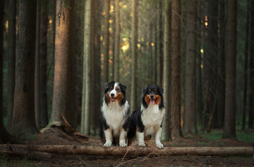 two dogs in the forest. Pet in nature at sunset. Tricolor Australian Shepherd Dog outdoors