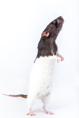 Cute black and white decorative rat standing on hind legs isolated on white background.
