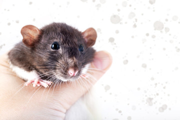Fototapeta na wymiar decorative rat in human hand close-up. Isolated on a white background.