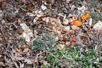 Fresh compost pile, with garden material. Recycled Food. Fertilizer.