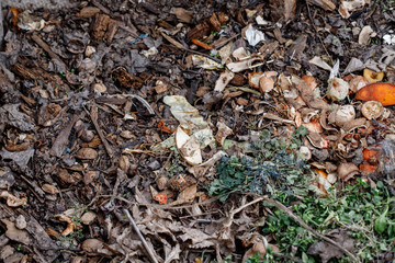 Fresh compost pile, with garden material. Recycled Food. Fertilizer.