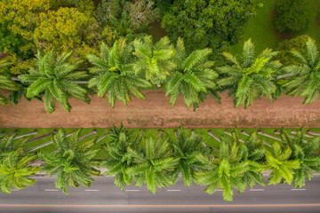 Drone shot of palm trees row in an urban jungle of Rio de Janeiro