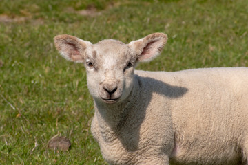 Lamm auf dem Deich in der Nahaufnahme