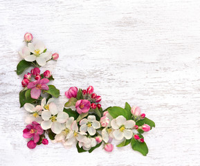 Flowers apple tree, pink and white blossom on a white wooden background with space for text. Top view, flat lay
