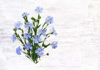 Bouquet of flax flowers and capsules with seed ( Linum usitatissimum ) on a wooden painted white background with space for text. Top view, flat lay