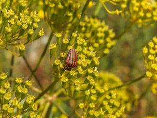 escarabajo