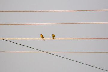 little yellow birds on an electric cable
