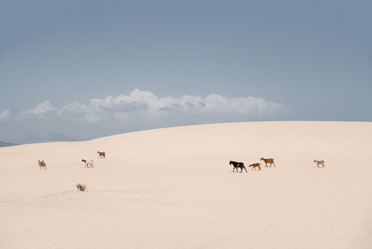 Goats walking in sandy wilderness.