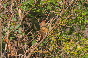 Female Cardinal on a Sunny Day