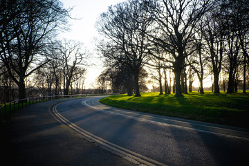 Fototapeta premium Sunset between trees, Phoenix park, Dublin - Ireland