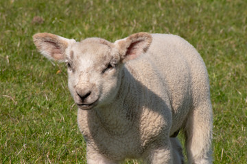 Lamm auf dem Deich in der Nahaufnahme