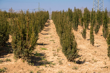 Box trees are planted in a field for sale
