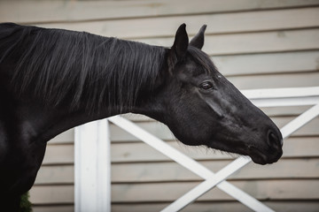 portrait of black mare horse with long mane posing near stable in spring daytime