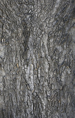bark.