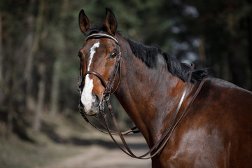 portrait of dressage gelding horse in double bridle on forest road in spring daytime - obrazy, fototapety, plakaty