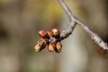 Young green kidneys begin to develop and open white on a cherry tree in early spring