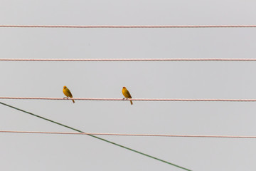 little yellow birds on an electric cable