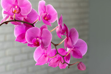 Fototapeta na wymiar Beautiful purple Orchid flowers on a branch hanging in the air