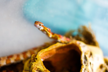 PANTHEROPHIS GUTTATUS corn snake in the terrarium home