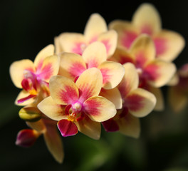 beautiful orchidea.