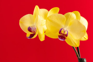 Naklejka na ściany i meble Tiny orchid flowers on red background close up