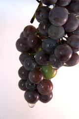 FOOD: A bunch of red grapes with water droplets.