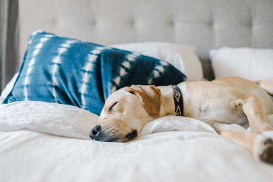 Pet dog asleep on bed