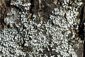 Tree bark with moss close up. Old wood tree bark texture with gray moss.