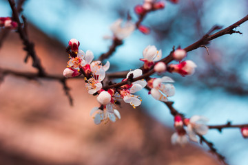 Flowering apricot tree. Branch with flowers on a background of blue sky
