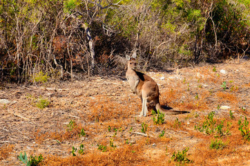 Single kangaroo in its habitat.