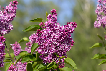 Branch of spring blossoming purpure pink lilac with green leafs. Closeup lilac. Background of flowers. Nature and plants