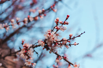 Flowering apricot tree. Branch with flowers on a background of blue sky