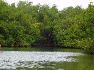 lake in the forest