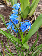 Blue spring snowdrop flowers in the forest