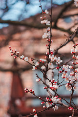 Flowering apricot tree. Branch with flowers on a background of blue sky