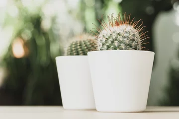 Foto auf Acrylglas Mini-Kaktuspflanze, die auf unscharfem Hintergrund des botanischen Gartens eingetopft ist © fotofabrika