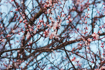 Flowering apricot tree. Branch with flowers on a background of blue sky