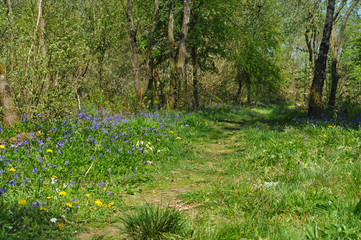 Path through Garston Woods in Spring, Sixpenny Handley, Somerset, England
