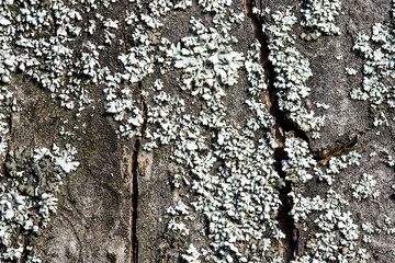 Tree bark with moss close up. Old wood tree bark texture with gray moss.