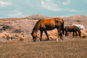 horse in landscape