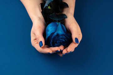 Beautiful woman hands with manicure holding roses against classic blue background