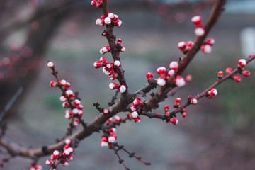 Red buds on an apricot branch