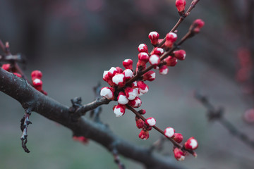 Fototapeta na wymiar Red buds on an apricot branch